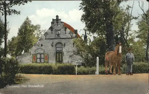 Ouddorp Het Blauwehuis Pferd / Ouddorp /