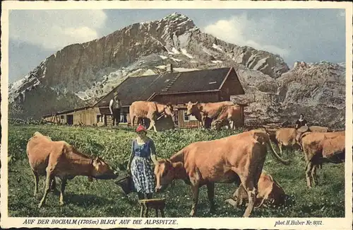 Grainau Hochalm Alpspitze Kuehe / Grainau /Garmisch-Partenkirchen LKR