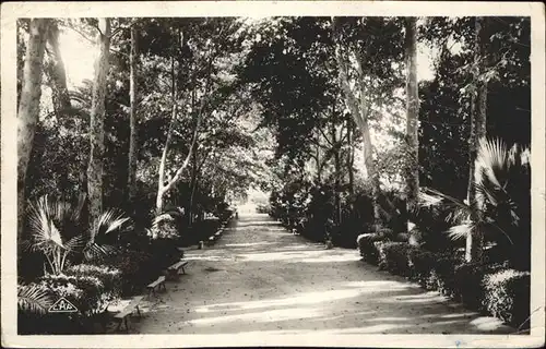 Sidi Bel Abbes Une allee du Jardin Public