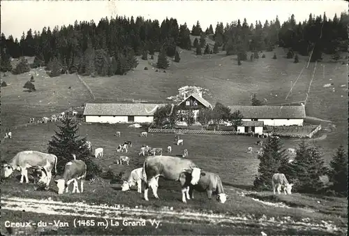 Creux-du-Van La Grand Vy Viehweide Kuh /  /