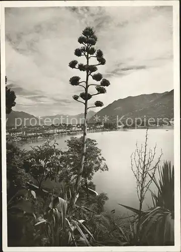 Ascona TI Agave in fiore / Ascona /Bz. Locarno