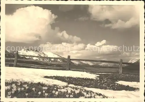 Engadin GR Fruehling Krokusfelder / St Moritz /Bz. Maloja