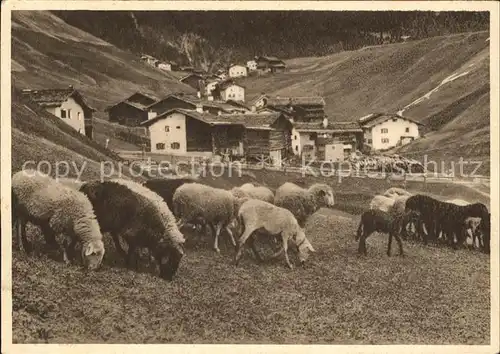 Glarus GL Schafherde Ortsansicht Kat. Glarus