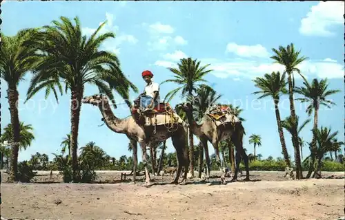 Aden Camels passing through Palm Trees Kat. Jemen