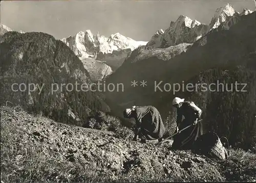 Foto Steiner St Moritz Landwirtschaft Kartoffelernte Soglio Kat. Fotografie