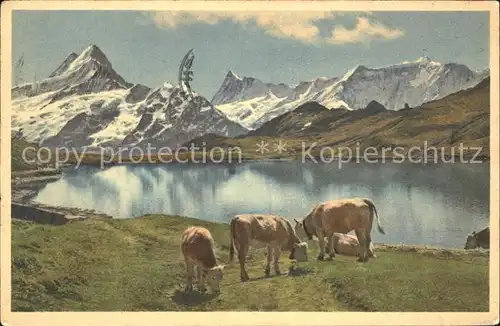 Grindelwald Bachsee am Faulhorn und Schreckhorn Rinder Kat. Grindelwald