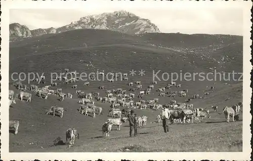 Arosa GR Kuhherde am Weisshorn Kat. Arosa