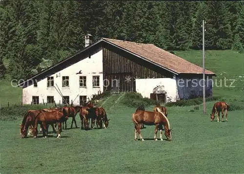 Franches Montagnes Au paturagenPferde  Kat. La Chaux de Fonds