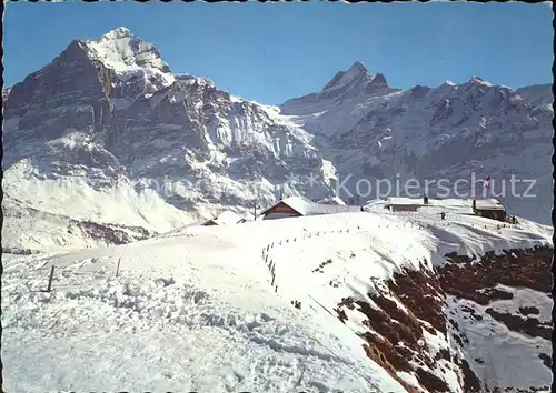 Grindelwald First mit Wetterhorn und Schreckhorn Kat. Grindelwald