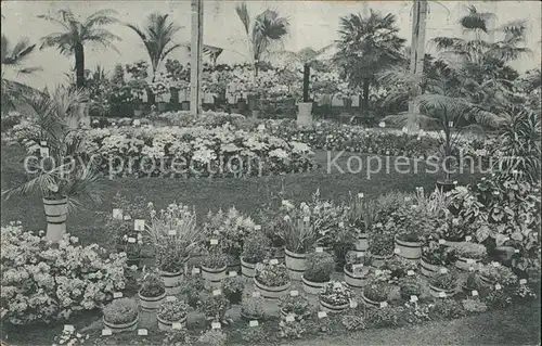 Gand Belgien Exposition de 1913 Floralies Gantoises Fleurs Kat. Gent Flandern