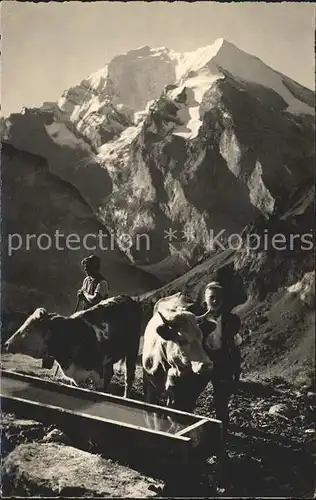 Frutigen BE Allmenalp Brunnen Kuehe Balmhorn Altels Kat. Frutigen