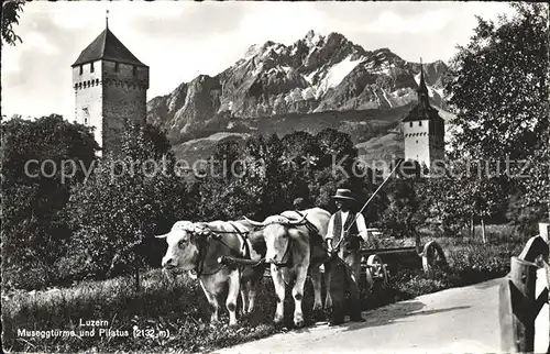 Luzern LU Museggtuerme und Pilatus Ochsengespann / Luzern /Bz. Luzern City