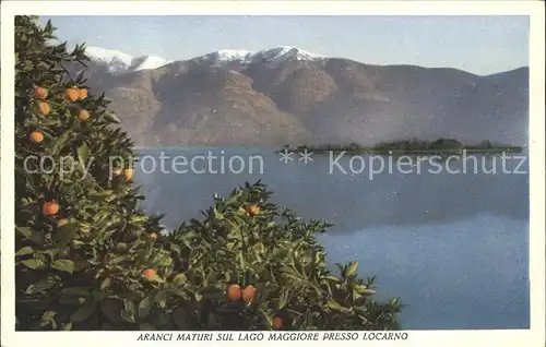 Lago Maggiore Aranci Maturi presso Locarno Kat. Italien