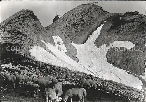 Saentis AR Schafe Kat. Saentis