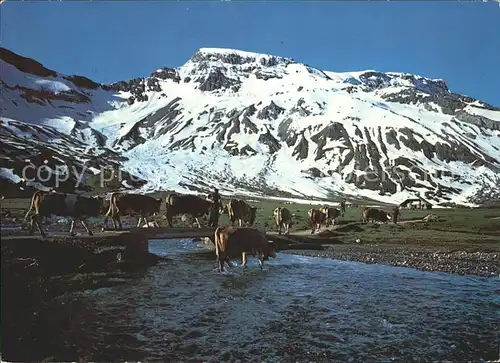 Adelboden Engstligenalp Viehherde Wildstrubel Kat. Adelboden