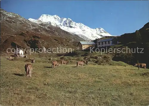 Flueelapass Gasthaus Tschuggen Kuehe / Flueela /Rg. Davos Dorf