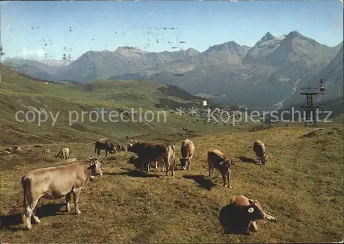 Arosa GR Am Weg zum Hoernli Viehweide Kat. Arosa