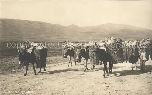 ueskueb Uskub Einbringen der Ernte mit Eseln Kat. Skoplje Skopje