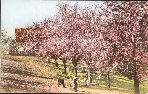 Kunnersdorf Schoepstal Baumbluete  / Schoepstal /Goerlitz LKR