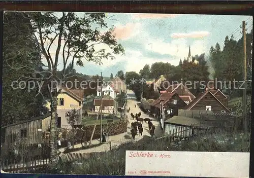 Schierke Harz Kuhherde Kat. Schierke Brocken