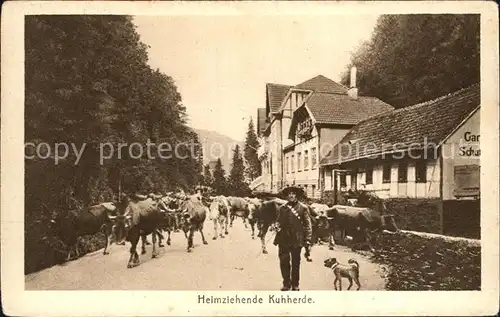 Friedrichroda Heimziehende Kuhherde Kat. Friedrichroda