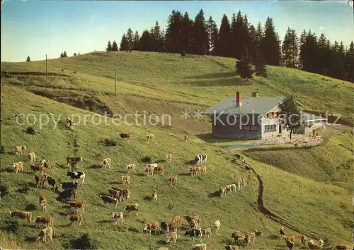 Bernau Schwarzwald Almhuette zum Krunkelbach Viehweide Kat. Bernau im Schwarzwald