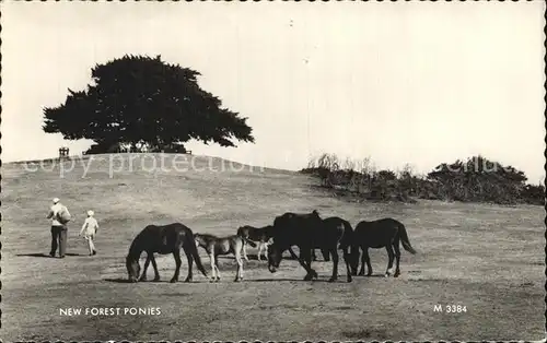 New Forest Pony  Kat. New Forest