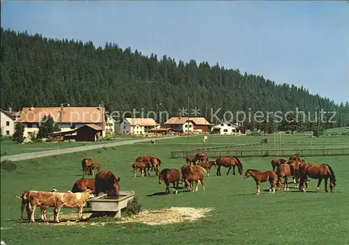 Franches Montagnes Pferde Panorama Kat. La Chaux de Fonds