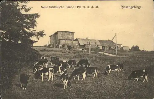 Schlesischebaude Riesengebirge Kuehe