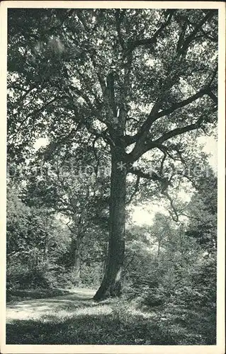 Zuerich Kaeferberg Waldpartie mit grosser Eiche / Zuerich /Bz. Zuerich City