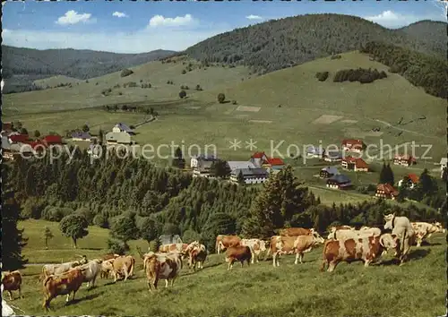 Bernau Schwarzwald Gasthaus Pension Roessle Kuehe Kat. Bernau im Schwarzwald