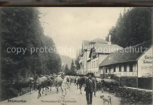 Friedrichroda Heimziehende Kuhherde Kat. Friedrichroda