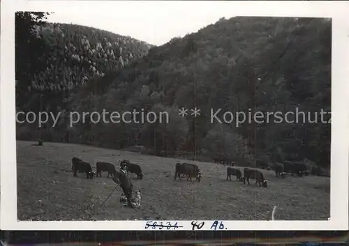 Altenbrak Harz Weidende Kuehe  Kat. Altenbrak