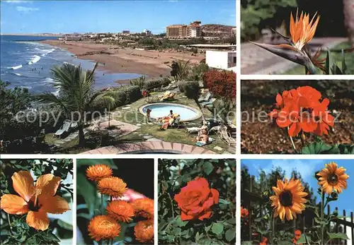 Playa de San Augustin Gran Canaria Strandpartie Inselflora Kat. Spanien