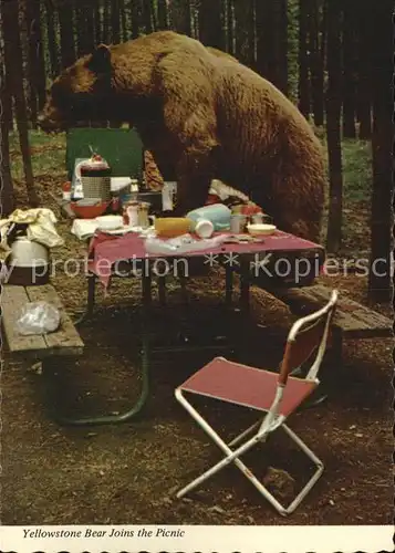 Yellowstone National Park Bear Joins the Picnic Kat. Yellowstone National Park