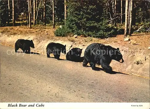 Yellowstone National Park Black Bear and Cubs Kat. Yellowstone National Park