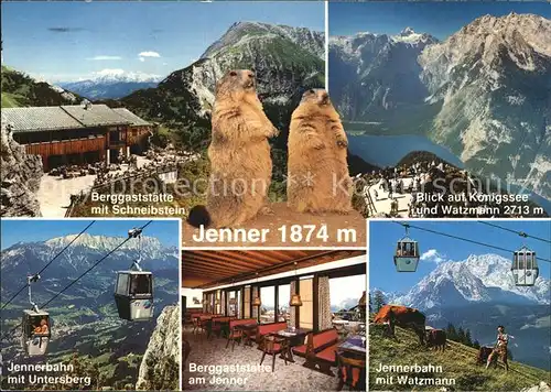 Jenner Berchtesgaden Berggaststaette mit Schneibstein Murmeltier Koenigssee Watzmann Bergbahn Untersberg Alpenpanorama Kat. Berchtesgaden