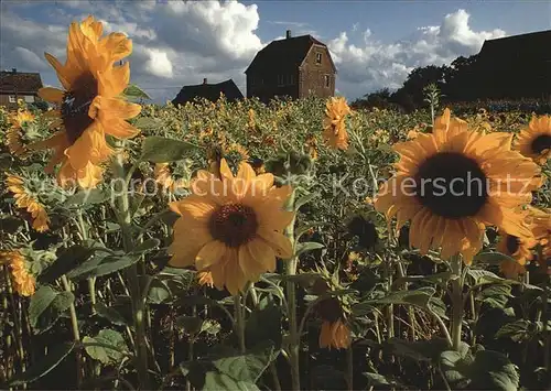 Luedinghausen Sonnenblumen mit Kornspeicher Kat. Luedinghausen