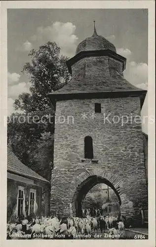 Stolberg Harz Eintrieb Ziegen Luftkurort Kat. Stolberg Harz