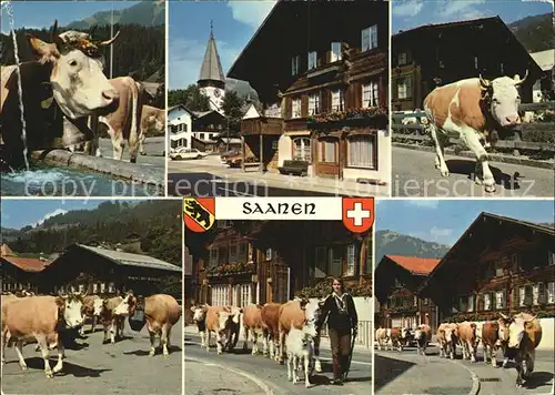 Saanen Vieparade Alabtrieb Platz  Kat. Saanen