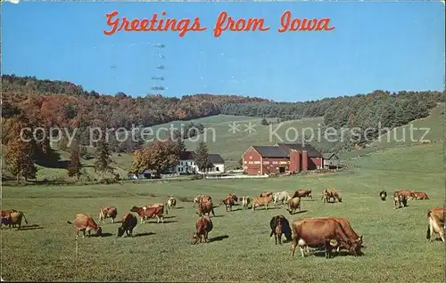 Iowa Cows Farm Kat. Iowa