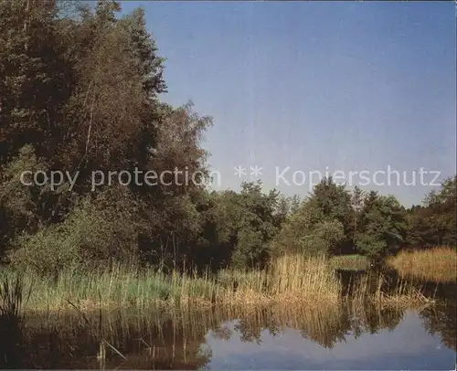 Pfyn Waldweiher Naturreservat Kat. Pfyn