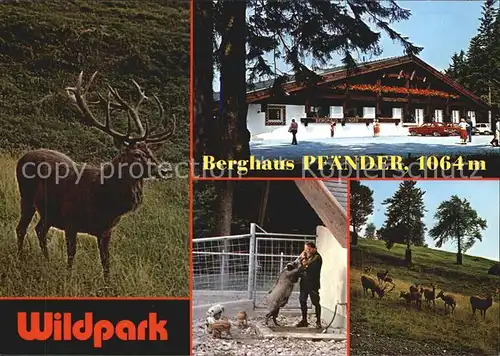 Bregenz Vorarlberg Berghaus Pfaender Wildpark Hirsche Kat. Bregenz