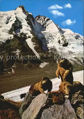 Murmeltier Pasterze Grossglockner  Kat. Tiere