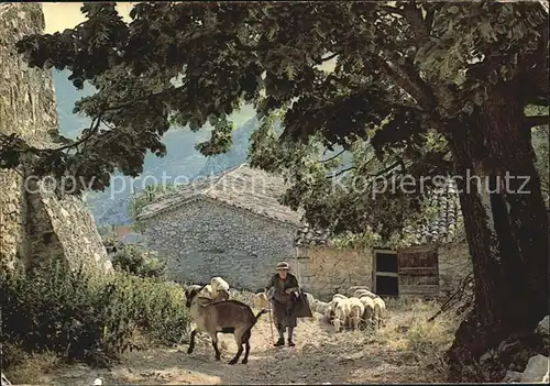 Schafe Bergere et son tropeau Carpentras Kat. Tiere