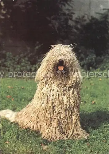 Hunde Komondor  Kat. Tiere