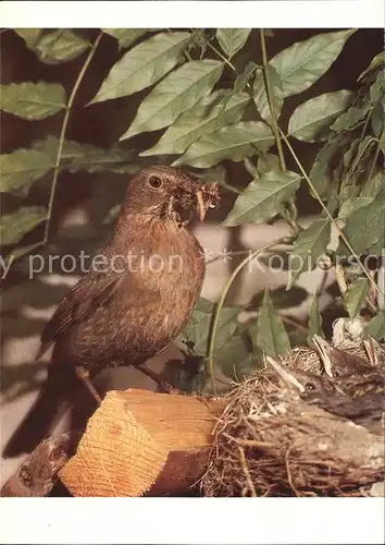 Voegel Amsel Kat. Tiere