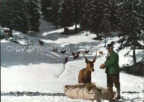 Hirsch Wildfuetterung Tirol  Kat. Tiere