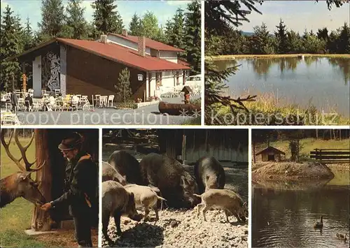 Hirsch Wildschweine Bayreuther Haus Wildgehege Weiheranlage Kat. Tiere