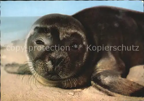 Seehunde Robben Junger Seehund Nordseestrand  Kat. Tiere